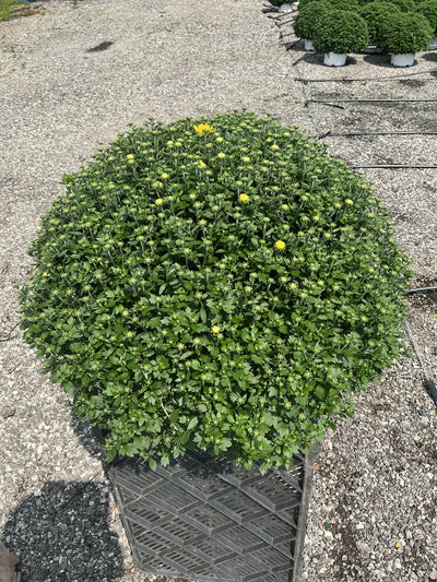 Jacqueline Tricolor (Mix 2) - 10" Potted Garden Mum
