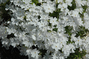 Phlox Creeping Phlox Creeping White Delight - 6" Perennial