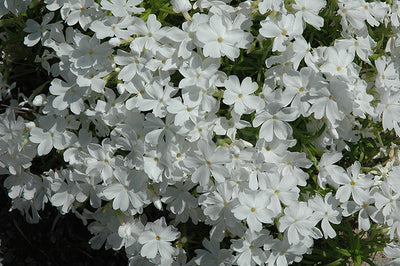 Phlox Creeping Phlox Creeping White Delight - 6" Perennial