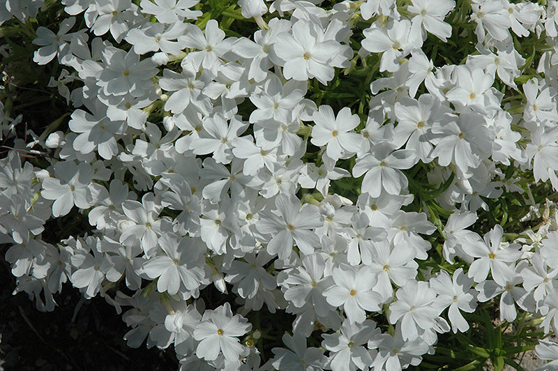 Phlox Creeping Phlox Creeping White Delight - 6" Perennial