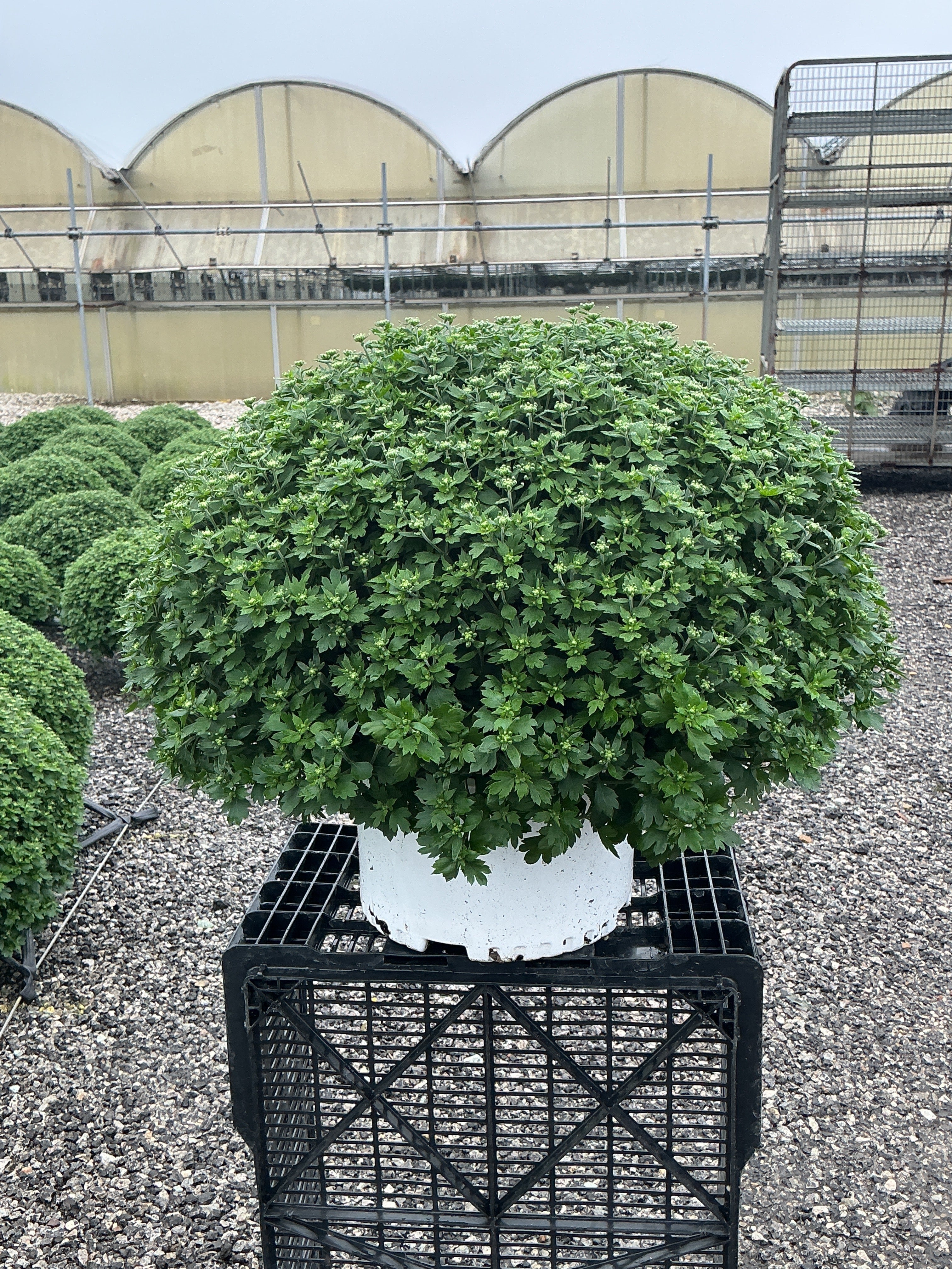 Jacqueline Tricolor (Mix 3) - 10" Potted Garden Mum