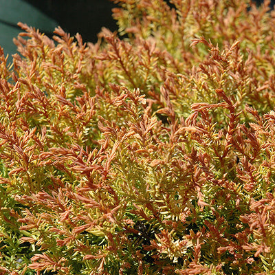 Thuja Fire Chief