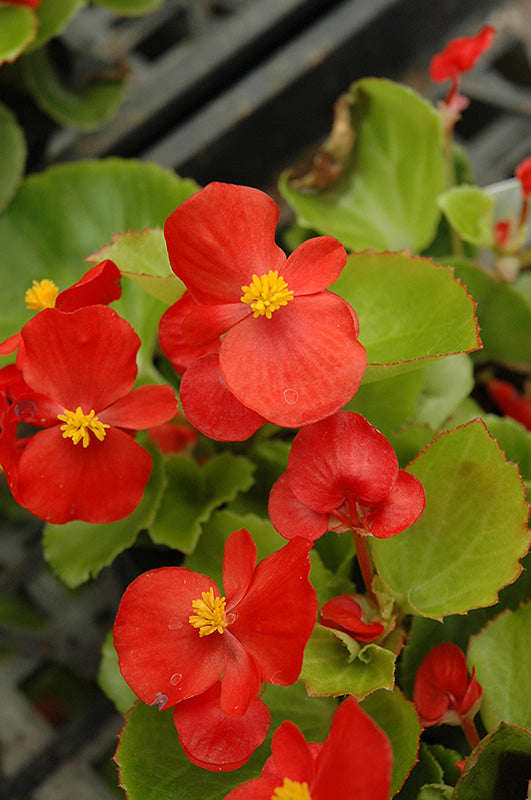 Begonia Prelude Scarlet - 4 Pack Annual