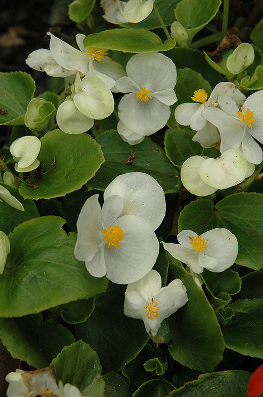 Begonia Prelude White - 4 Pack Annual