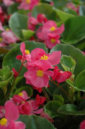 Begonia Prelude Rose - 4 Pack Annual