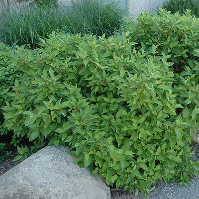 Firedance Dogwood, Cornus sericea 'Bailadeline'