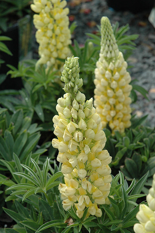 Lupinus Lupine Gallery Yellow