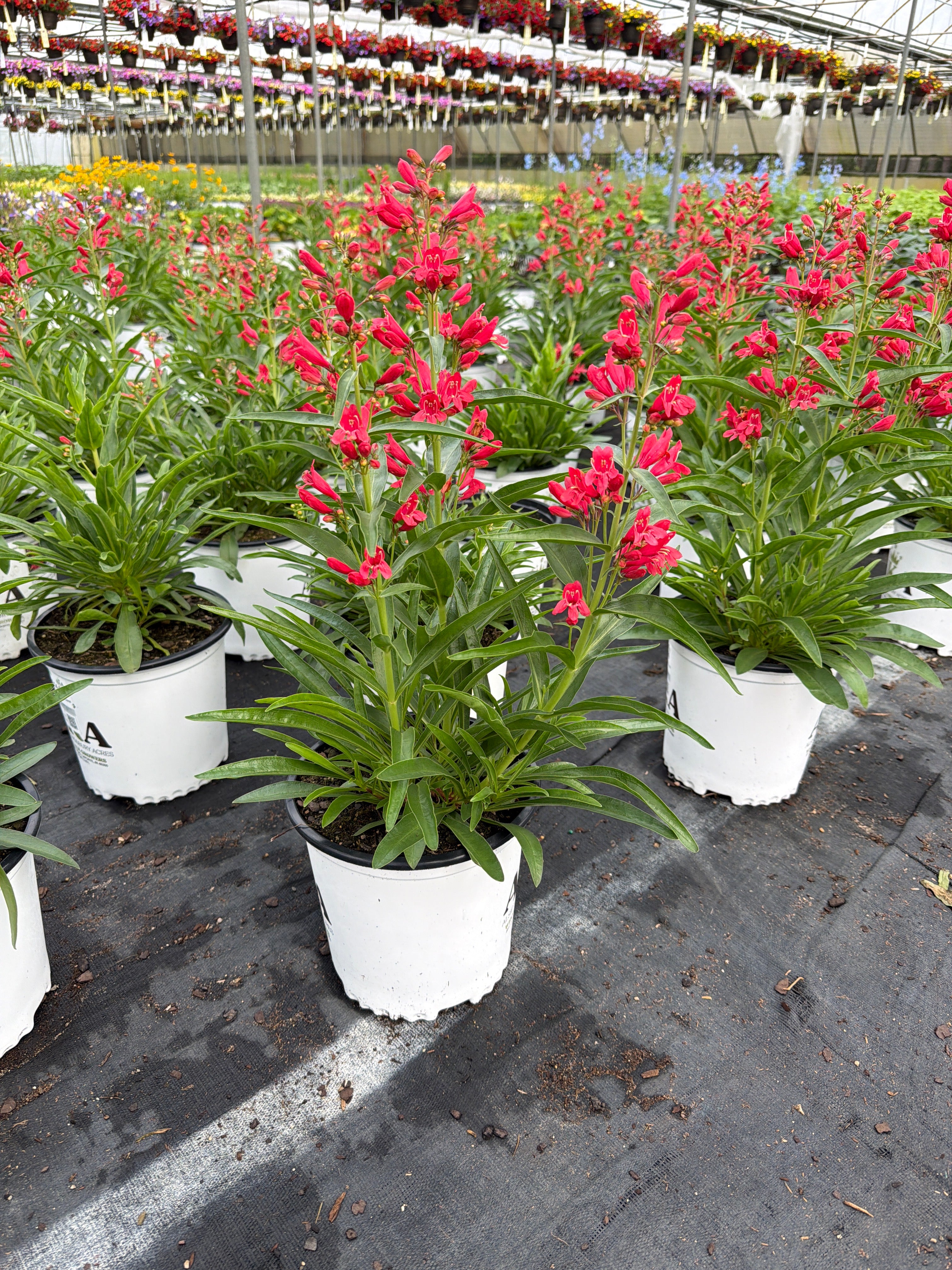 Penstemon Beardtongue Rock Candy Coral