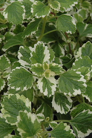 Plectranthus 'Variegata' - Jumbo 4 Pack Accents