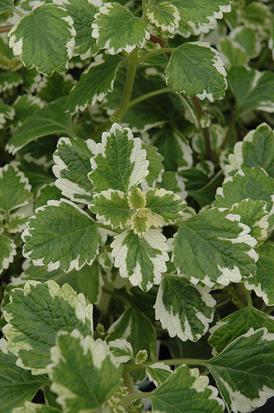 Plectranthus 'Variegata' - Jumbo 4 Pack Accents