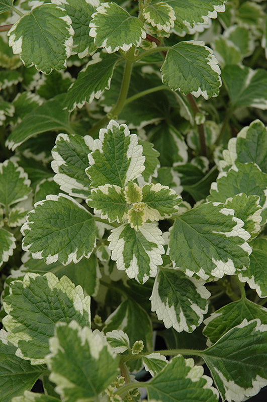 Plectranthus 'Variegata' - Jumbo 4 Pack Accents