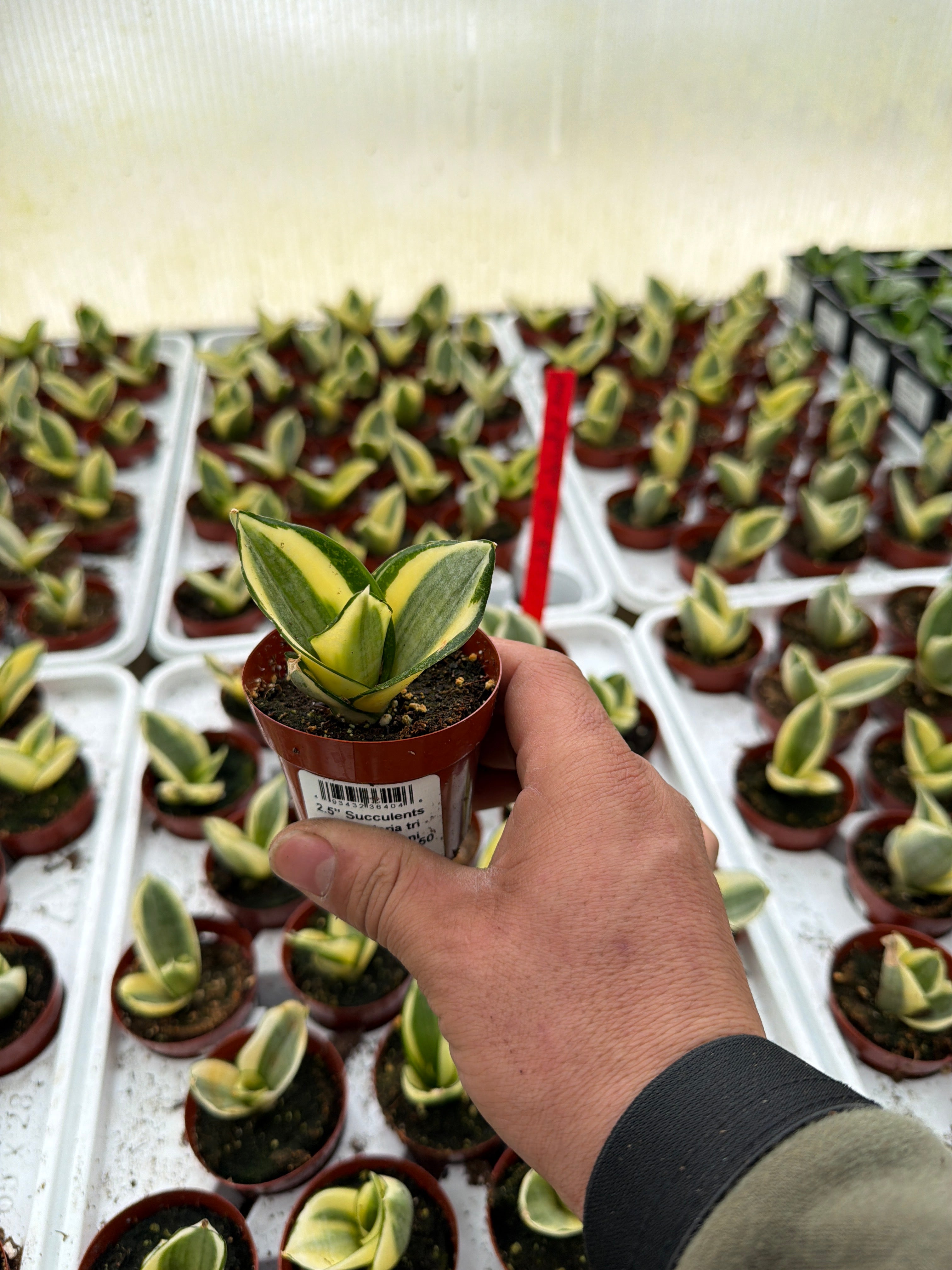 Sansevieria tri Golden Hahni - 2.5" Succulent