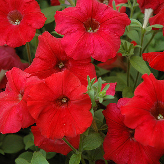 Petunia Easy Wave Red - 6 Pack Annual