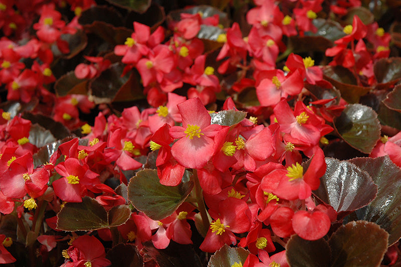 Begonia Harmony Scarlet - 4 Pack Annual