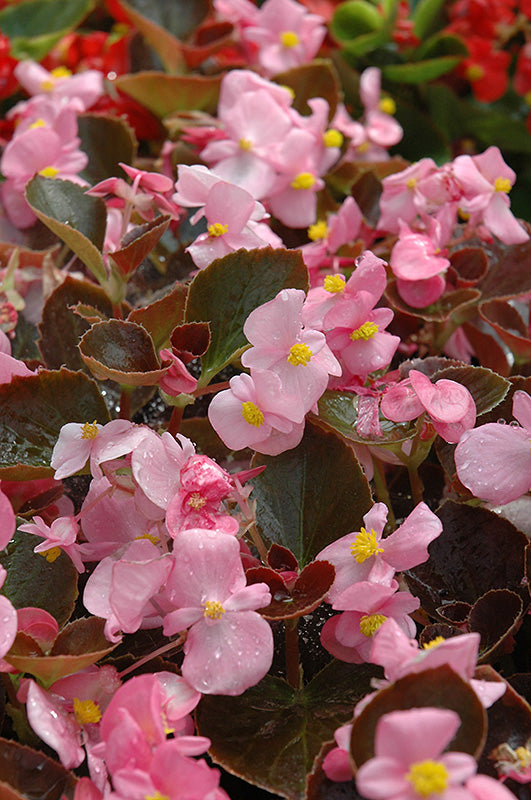 Begonia Harmony Pink - 4 Pack Annual
