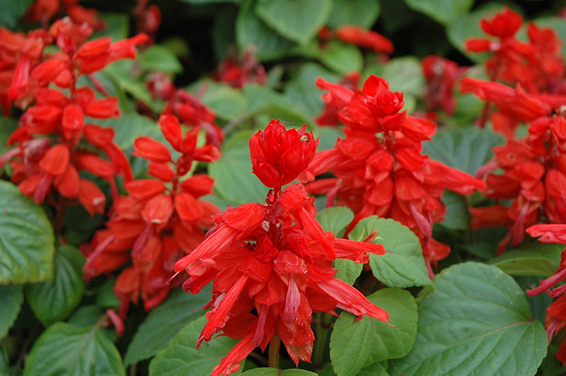 Salvia Red Hot Sally - 4 Pack Annual