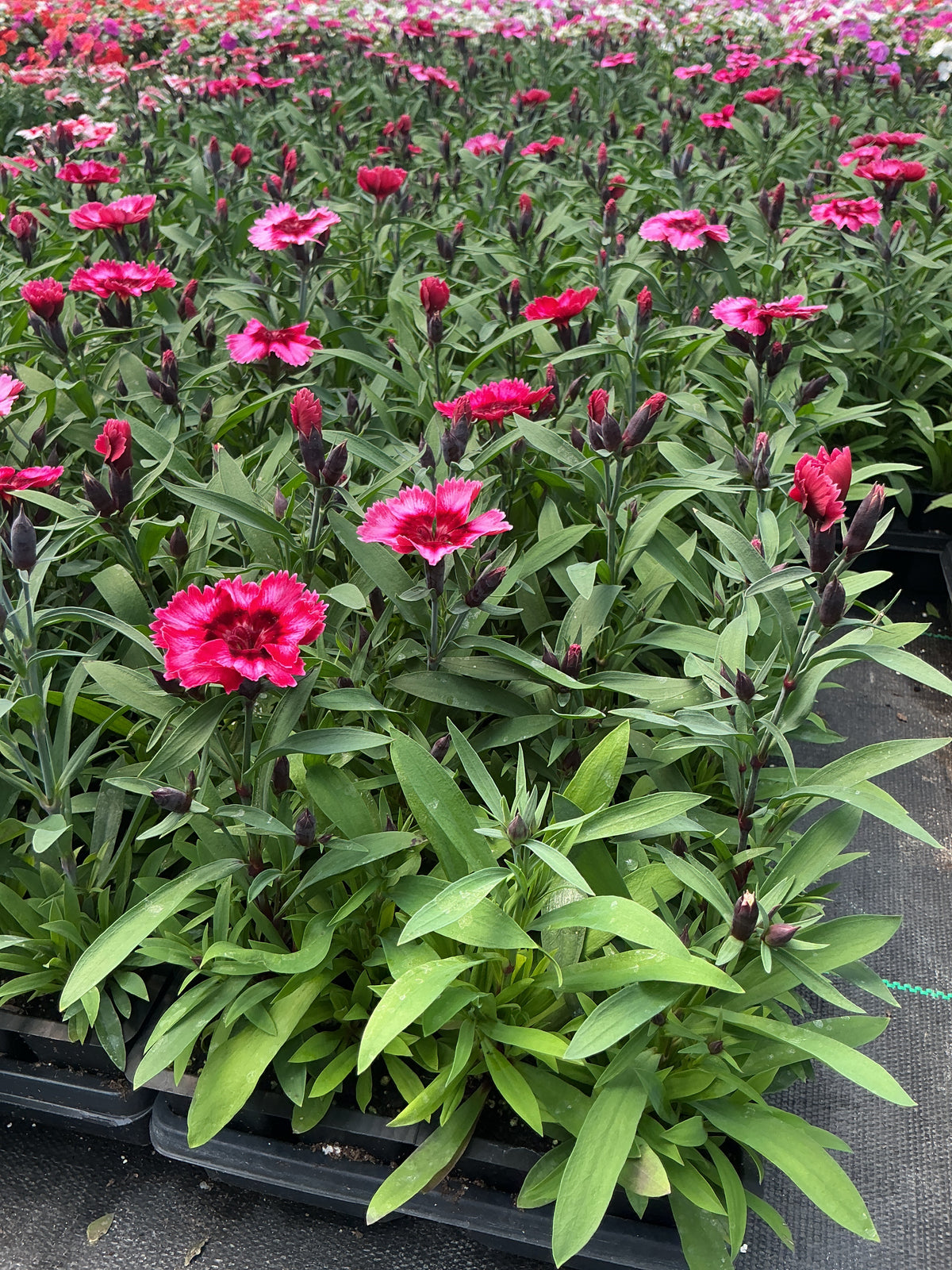 Dianthus Parfait Super Raspberry - 4 Pack Annual – Alsip's Kingsbury ...