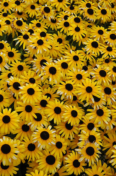 Rudbeckia Black Eyed Susan Viette's Little Suzy
