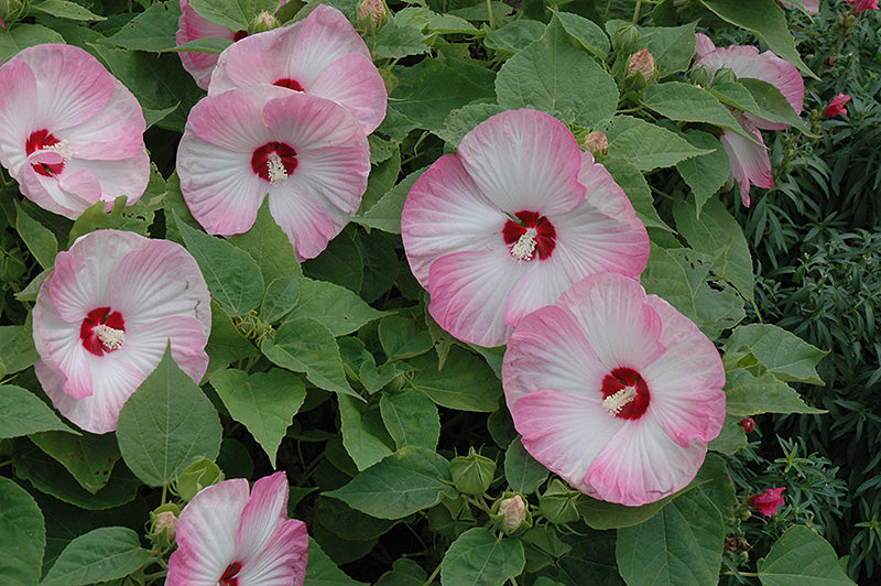 Luna Pink Swirl Hardy Hibiscus - 9" Perennials