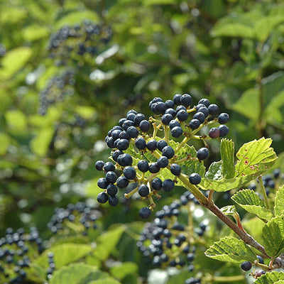 Viburnum Chicago Lustre