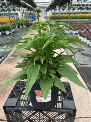 Echinacea Coneflower Pumpkin Pie