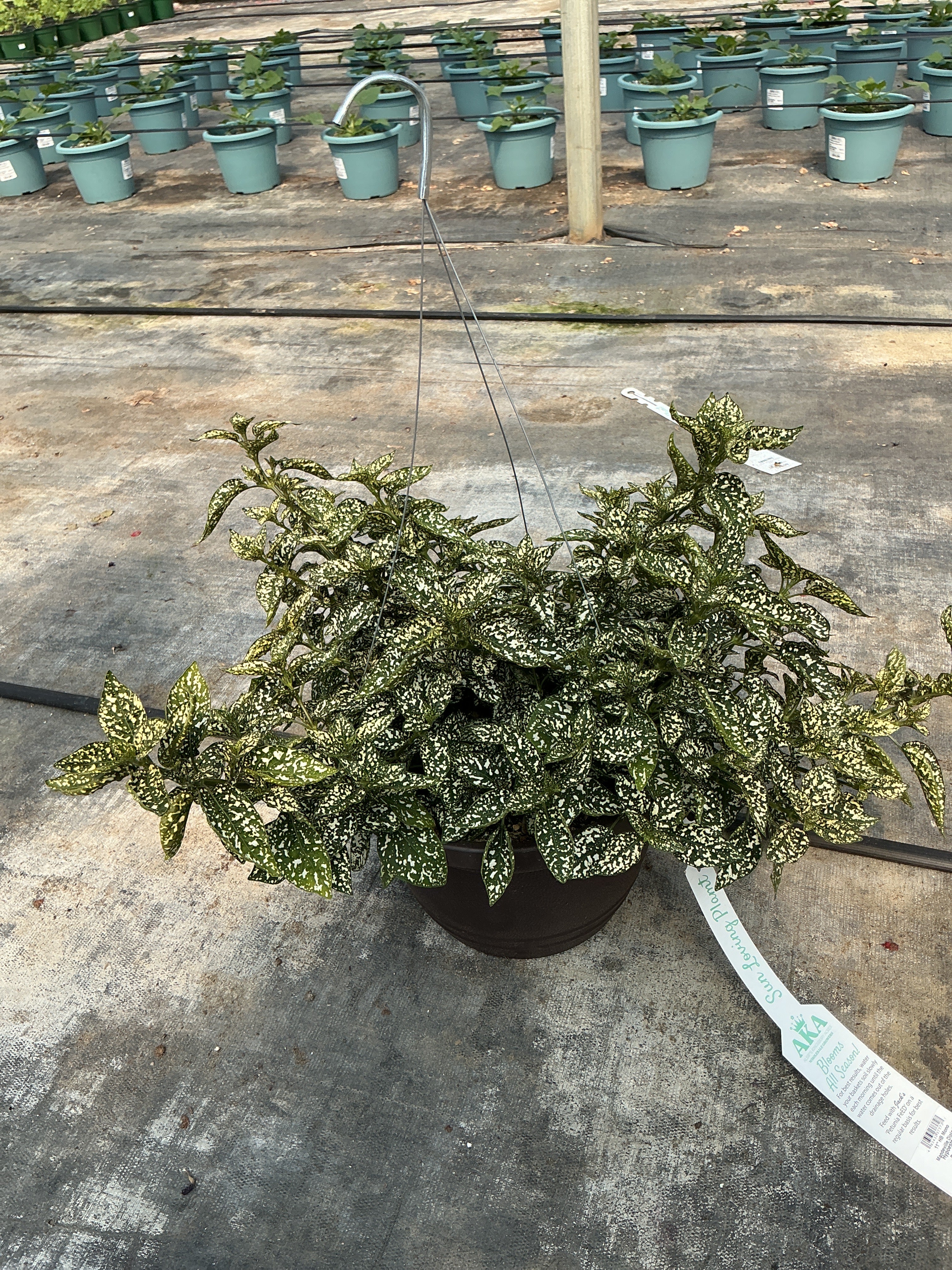 Hypoestes Lotty Dotty White