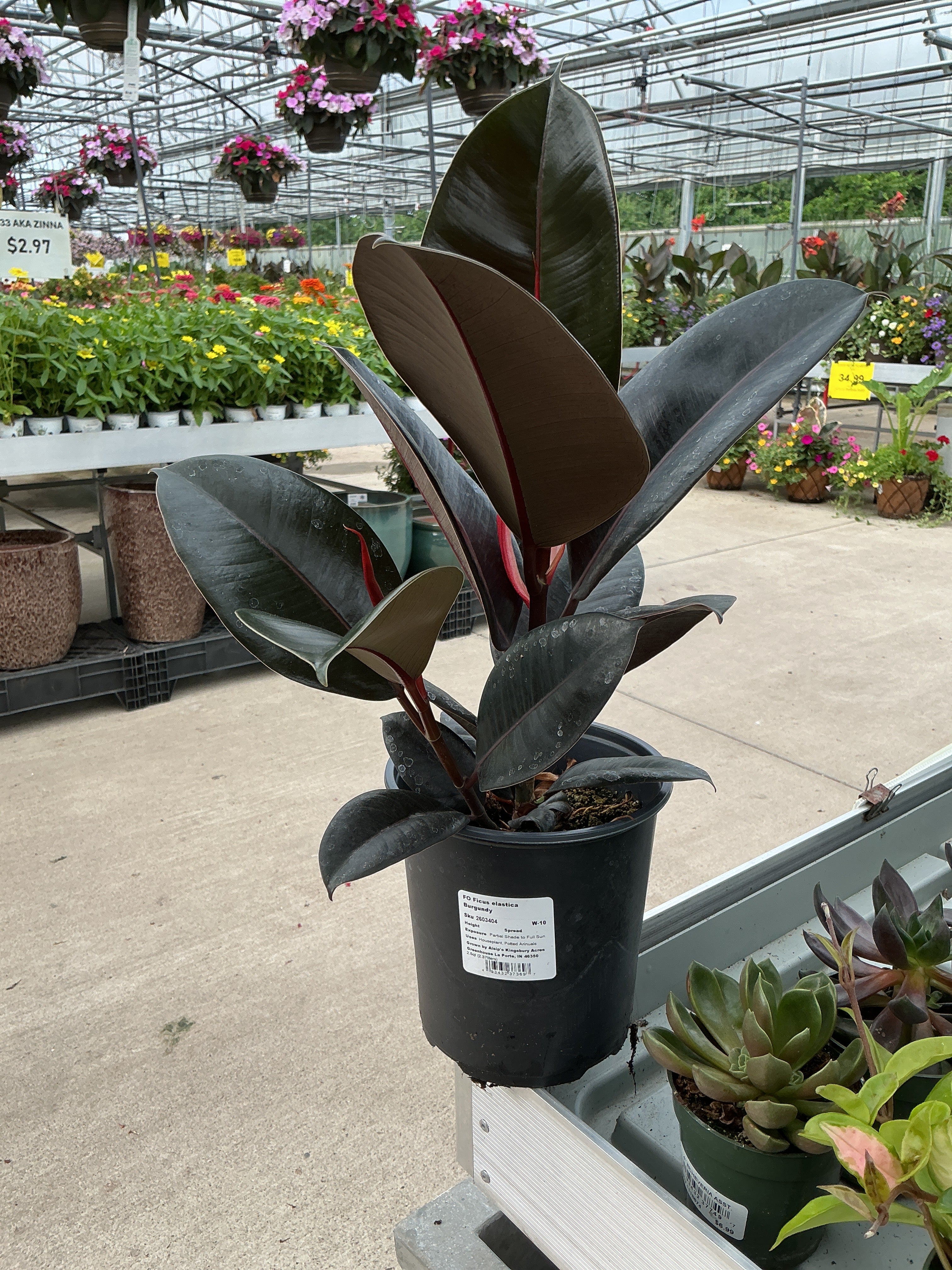 FO Ficus elastica Burgundy