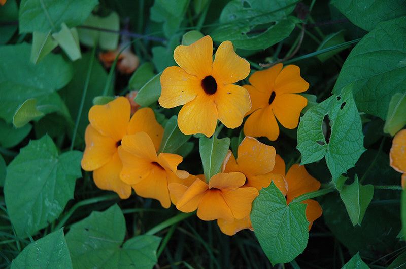 Thunbergia Sunny Orange Wonder - 9" Trellis Planter