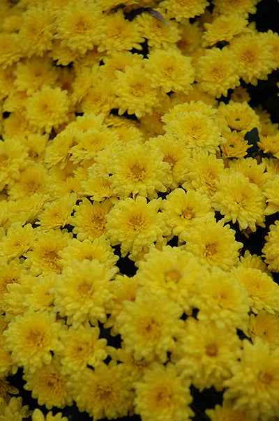 Sundance Yellow - 8"x6" Potted Garden Mum