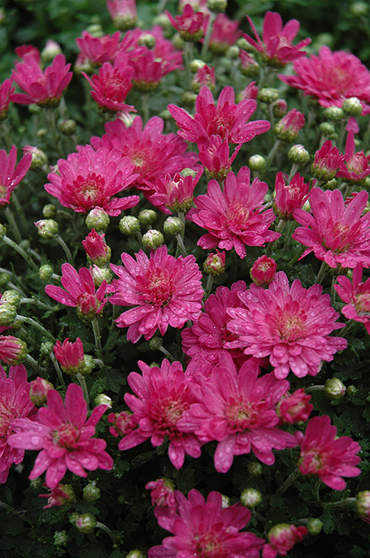 Jacqueline Pink Ipd - 10" Deco Pot Garden Mum