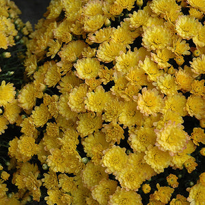Jacqueline Yellow - 5" Potted Garden Mum