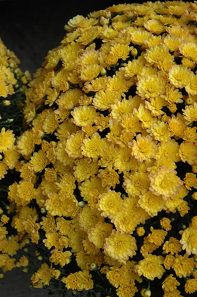 Jacqueline Yellow - 8"x6" Potted Garden Mum