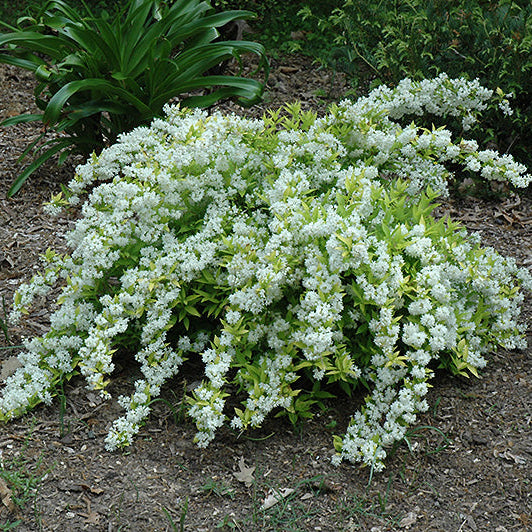 Chardonnay Pearls Deutzia – Deutzia gracilis