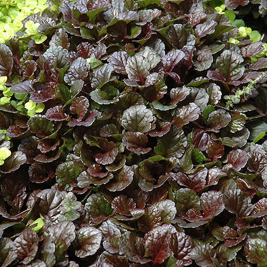Ajuga Bugleweed Black Scallop - 6" Perennial