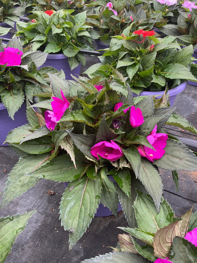 SunPatiens Purple - 8" Planter