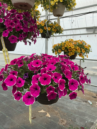 Petunia Cascadias Rim Cherry - 11" Hanging Basket