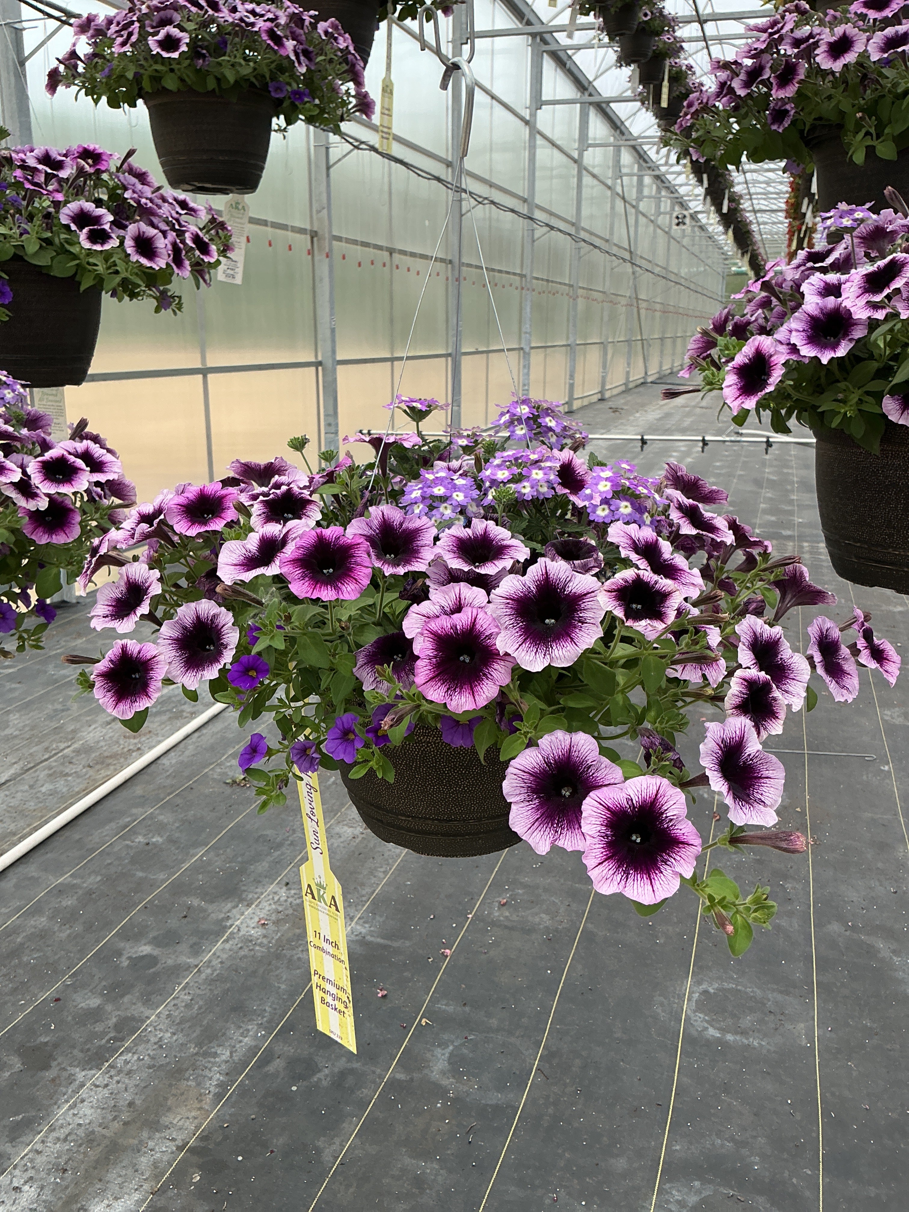 107 Starlight Starbright - 11" Hanging Basket