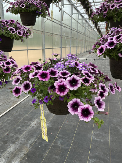 107 Starlight Starbright - 11" Hanging Basket