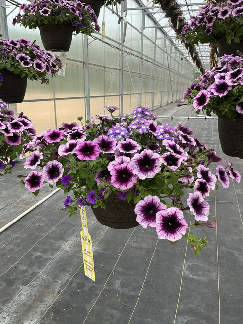 107 Starlight Starbright - 11" Hanging Basket