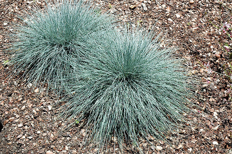 Festuca Fescue Beyond Blue
