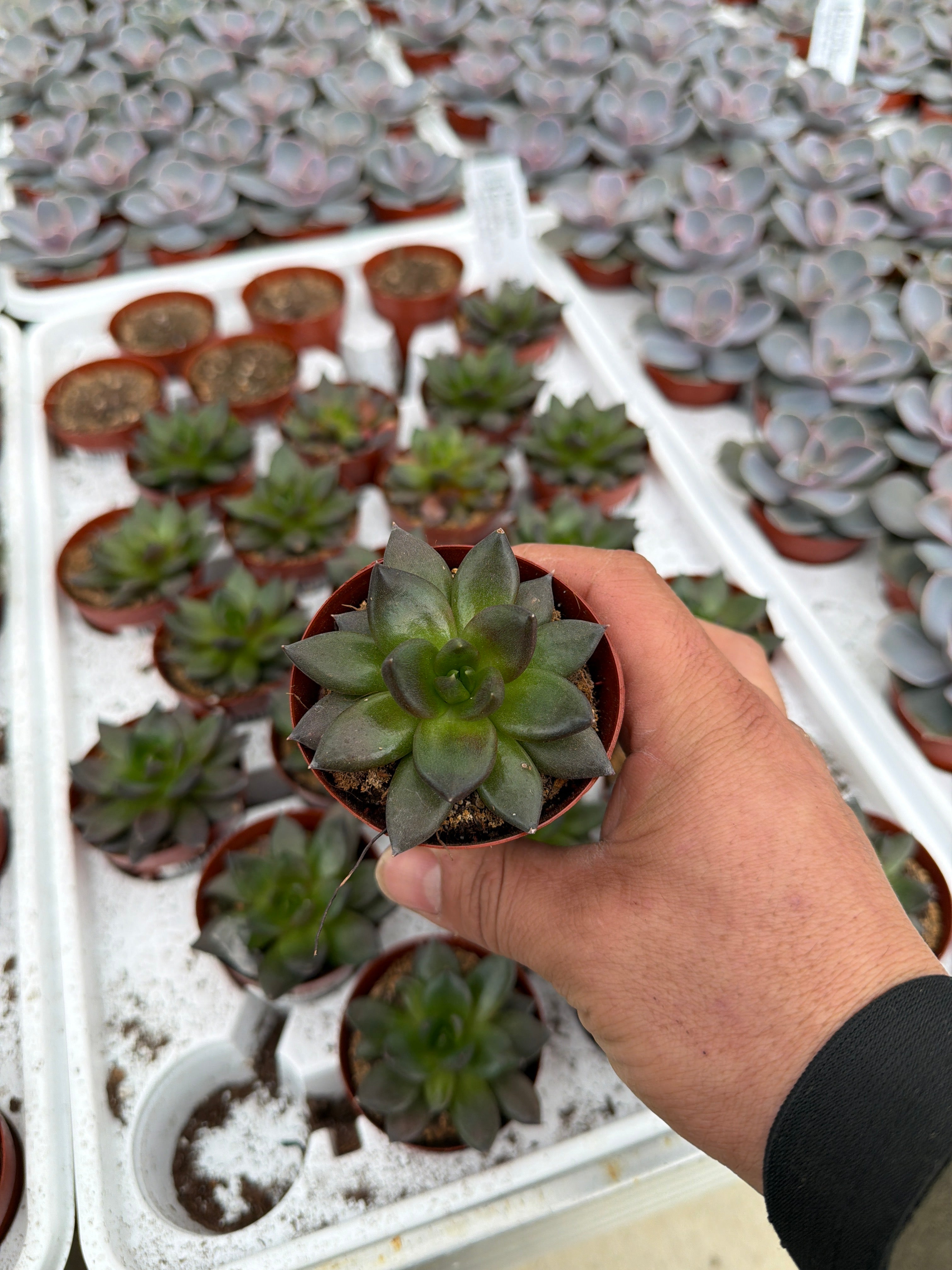 Echeveria Gothika - 2.5" Succulent