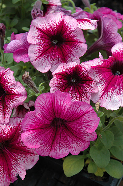 Petunia Madness Sugar - 4 Pack Annual