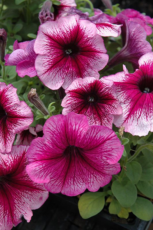 Petunia Madness Sugar - 4 Pack Annual