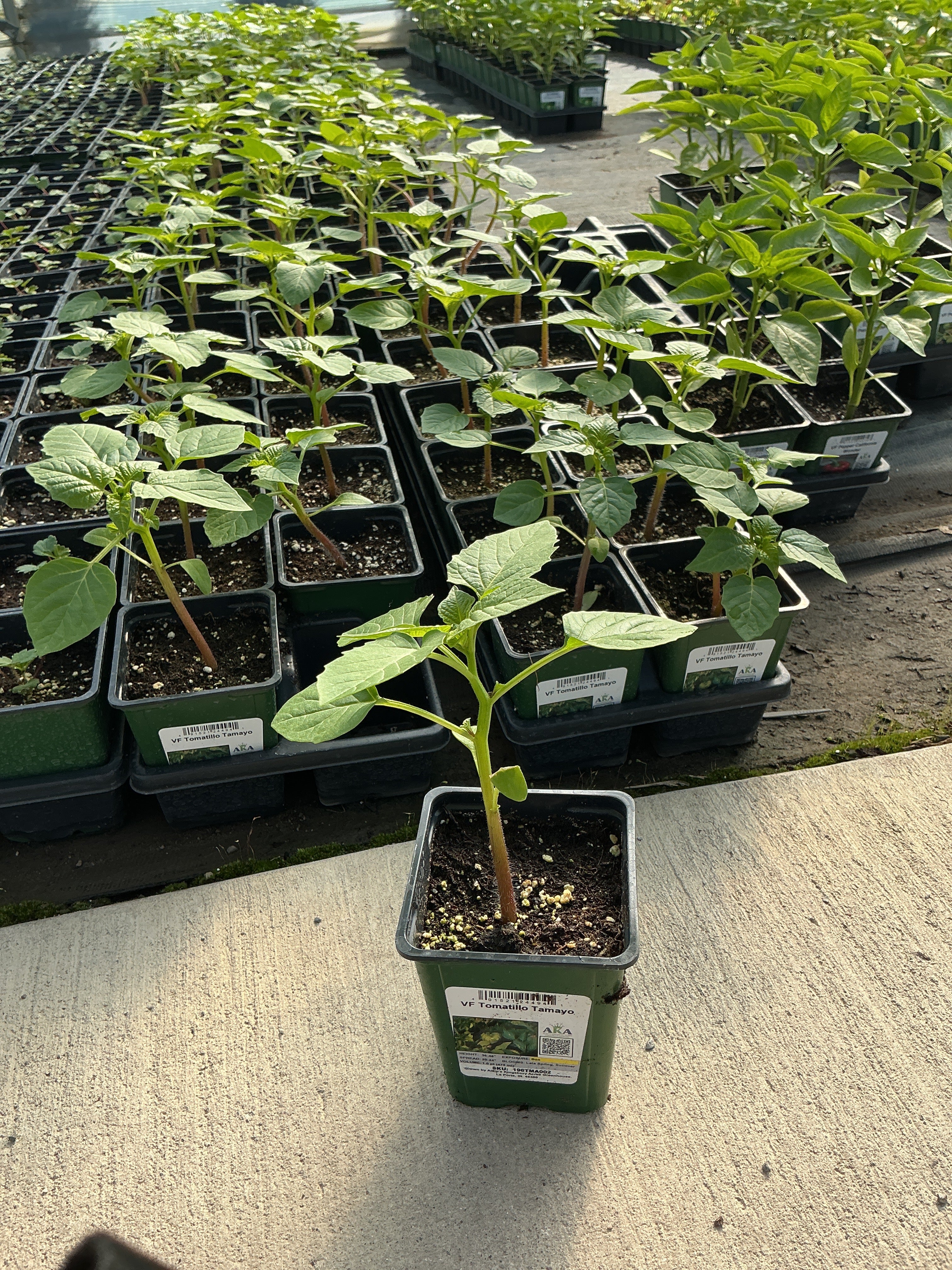 Tomatillo Tamayo - 4" Potted Vegetable