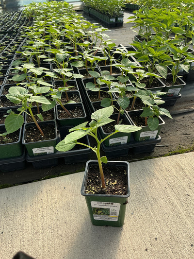 Tomatillo Tamayo - 4" Potted Vegetable