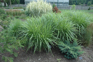 Miscanthus Maiden Grass Silberfeder