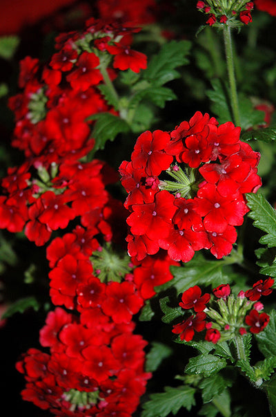 Verbena Empress Flair Red - 4.33" Premium Annual