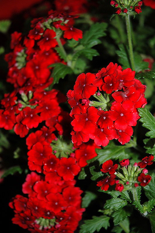 Verbena Empress Flair Red - 4.33" Premium Annual