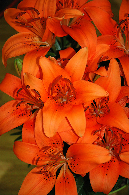 Lilium Lily Lily Looks Tiny Invader