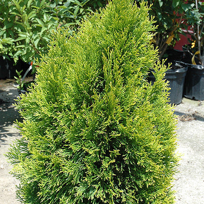 Thuja Janed Gold